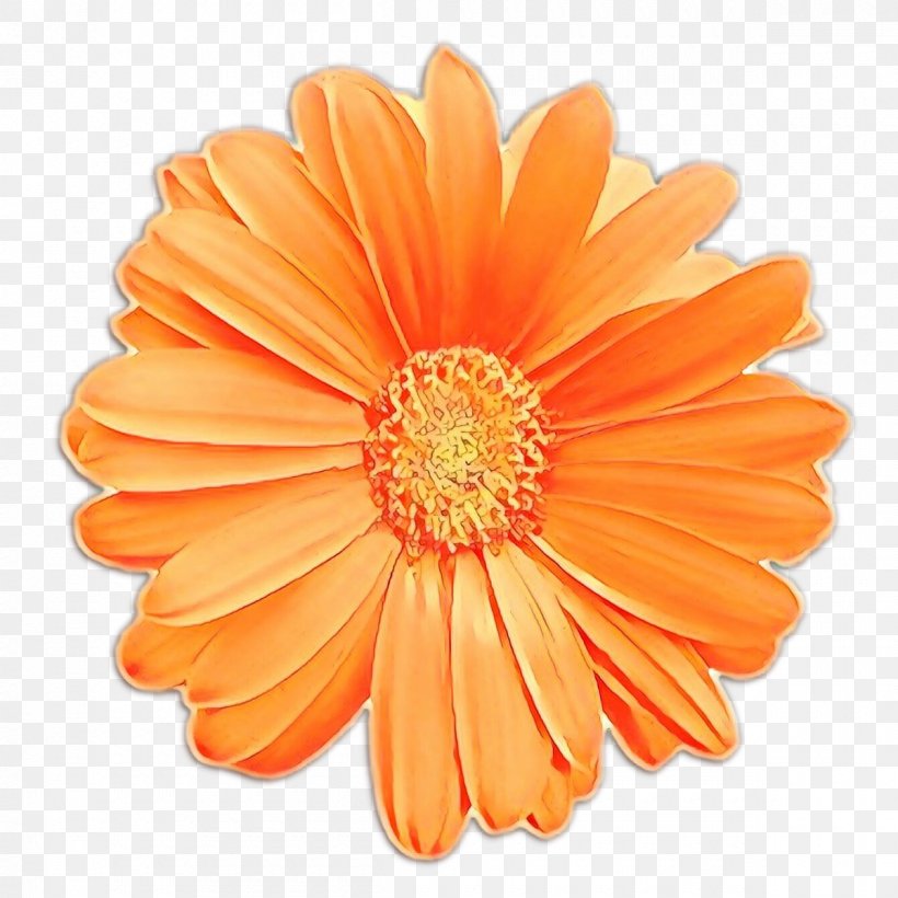Royalty-free Stock Photography Illustration Image, PNG, 1200x1200px, Royaltyfree, African Daisy, Art, Artificial Flower, Asterales Download Free