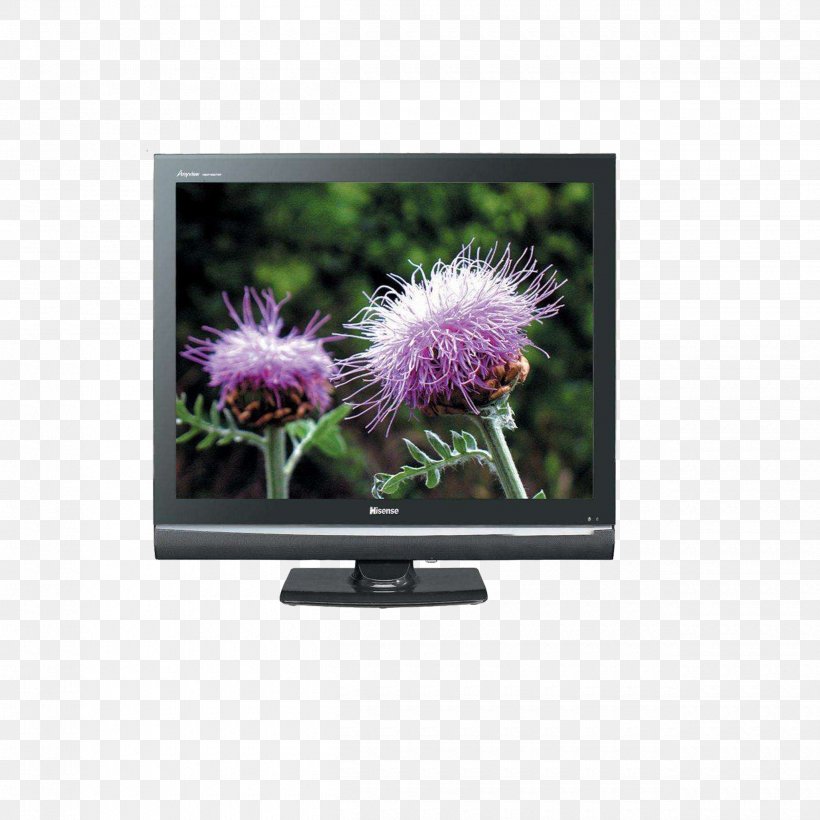 Television Hisense Home Appliance, PNG, 2500x2500px, Television, Brand, Display Device, Flower, Highdefinition Television Download Free