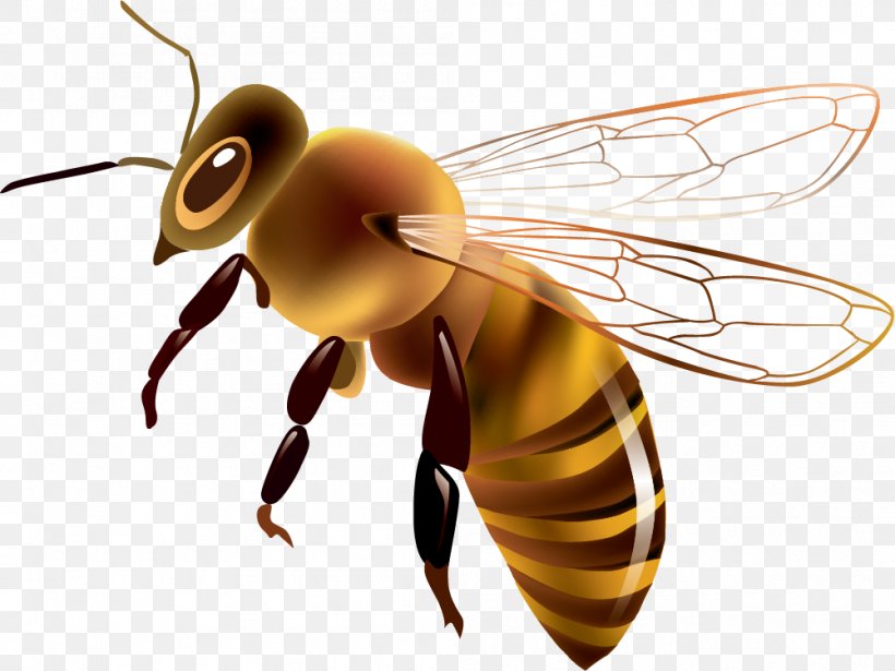Western Honey Bee Euclidean Vector Drawing Clip Art, PNG, 1001x751px, Western Honey Bee, Arthropod, Bee, Beehive, Digital Image Download Free
