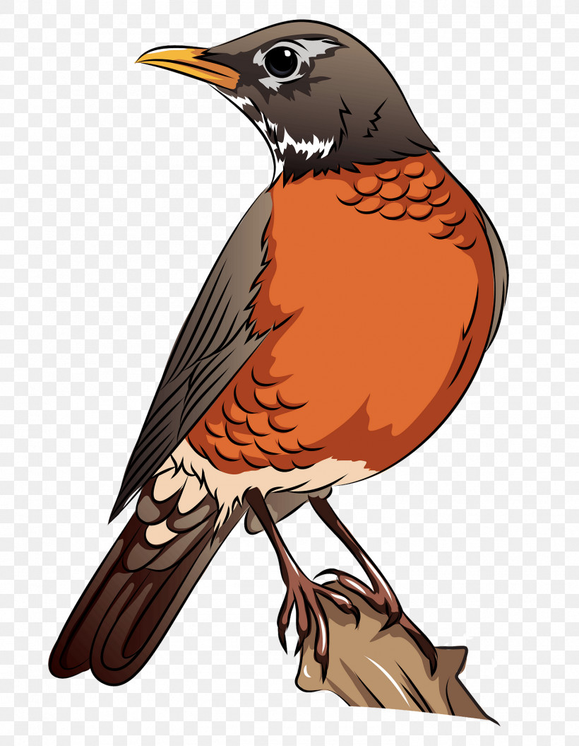 Bird Beak Robin Songbird Perching Bird, PNG, 1491x1920px, Bird, Beak, Cuckoo, Cuculiformes, European Robin Download Free