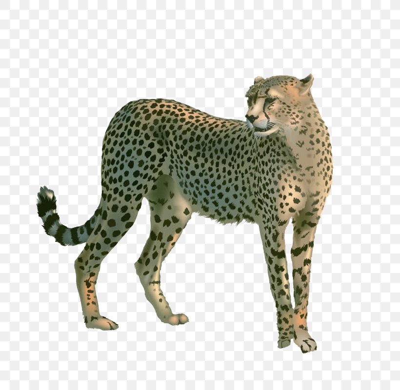 Cheetah Leopard Cat Lion, PNG, 800x800px, Cheetah, Acinonyx, Animal, Arctic Fox, Big Cats Download Free