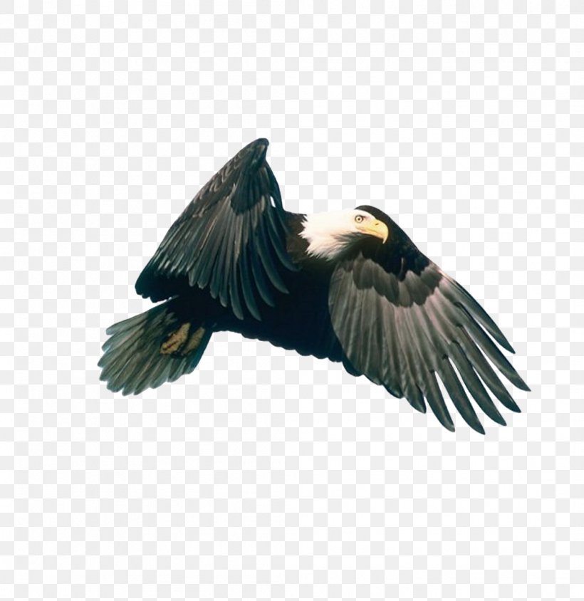 Eagle Hawk Download, PNG, 1046x1077px, Eagle, Accipitriformes, Bald Eagle, Beak, Bird Download Free