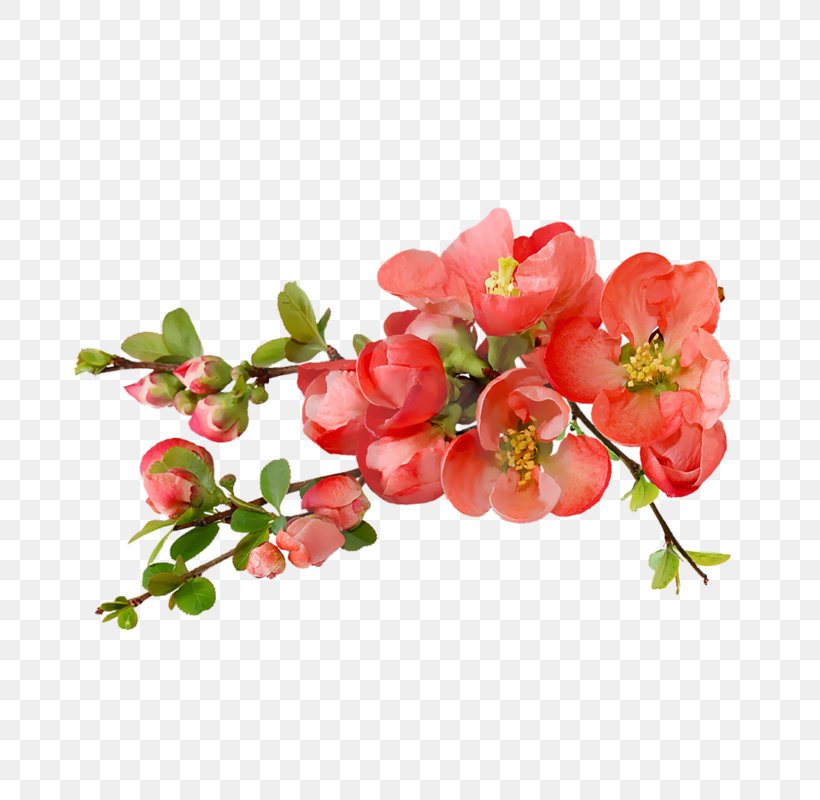 Flower Bouquet Good Rose God, PNG, 800x800px, Flower, Art, Artificial Flower, Blossom, Branch Download Free