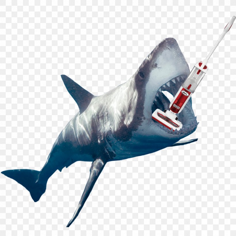 Hammerhead Shark Porpoise Cetaceans Underwater Diving Law, PNG, 1200x1200px, Hammerhead Shark, Billfish, Carcharhiniformes, Cartilaginous Fish, Cetaceans Download Free