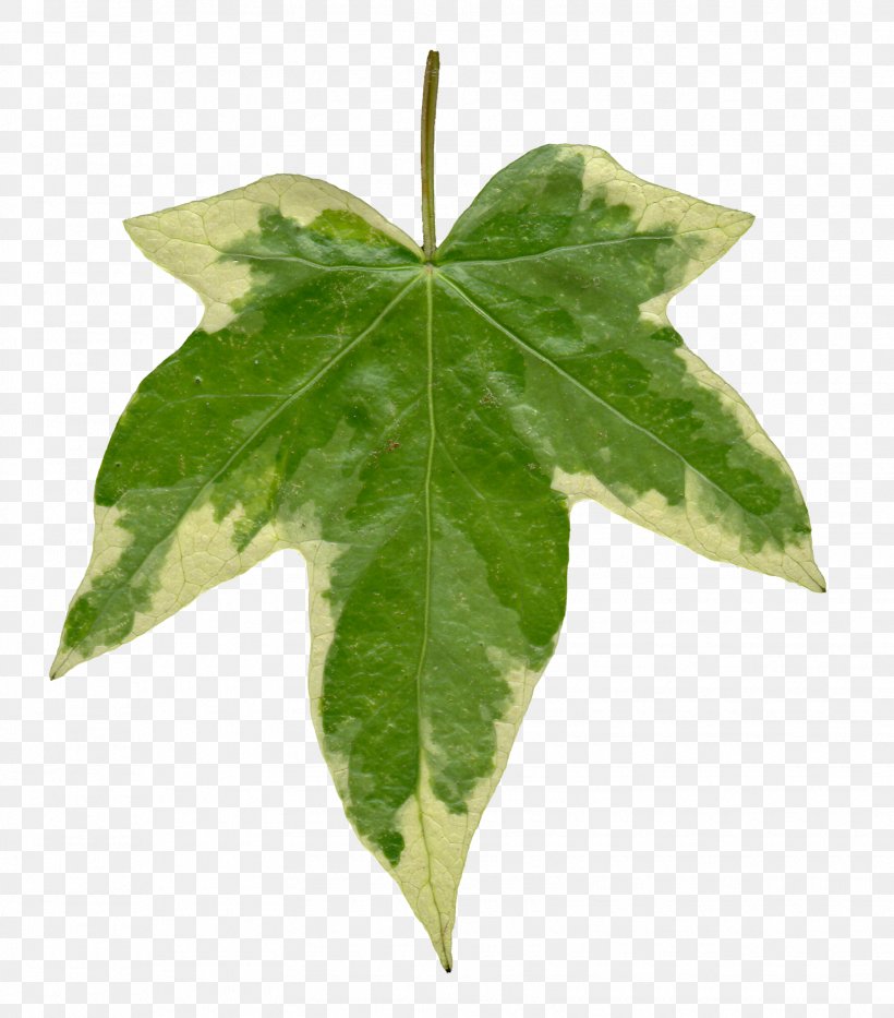 Common Ivy Leaf Vine Texture Mapping Clip Art, PNG, 1625x1850px, Common Ivy, Ivy, Ivy Family, Leaf, Leaflet Download Free