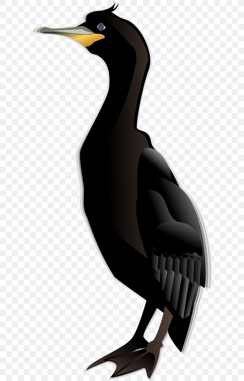 Cormorant Bird Clip Art, PNG, 640x1280px, Cormorant, Beak, Bird, Ducks Geese And Swans, European Shag Download Free