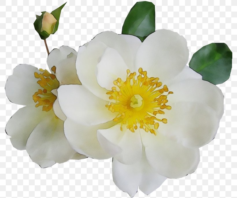Flower Flowering Plant White Petal Plant, PNG, 793x684px, Watercolor, Flower, Flowering Plant, Mock Orange, Paint Download Free