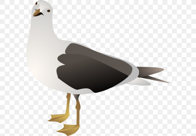 Gulls European Herring Gull Clip Art, PNG, 600x570px, Gulls, Beak, Bird, Duck, Ducks Geese And Swans Download Free