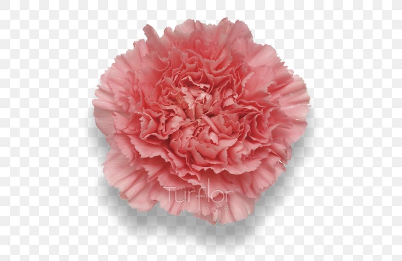 Pink Carnation Cut Flowers Rose Florists Supply Ltd., PNG, 652x532px, Pink, Burgundy, Carnation, Columbia Sportswear, Cut Flowers Download Free