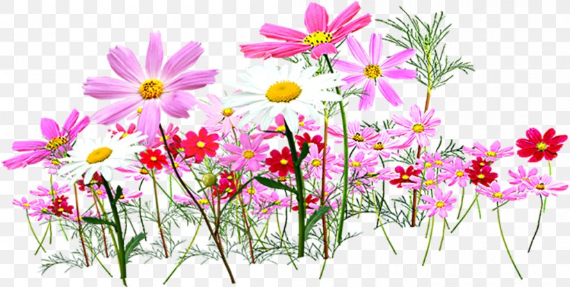 Flower Garden Cut Flowers Clip Art, PNG, 1000x504px, Flower, Annual Plant, Blossom, Common Daisy, Cosmos Download Free