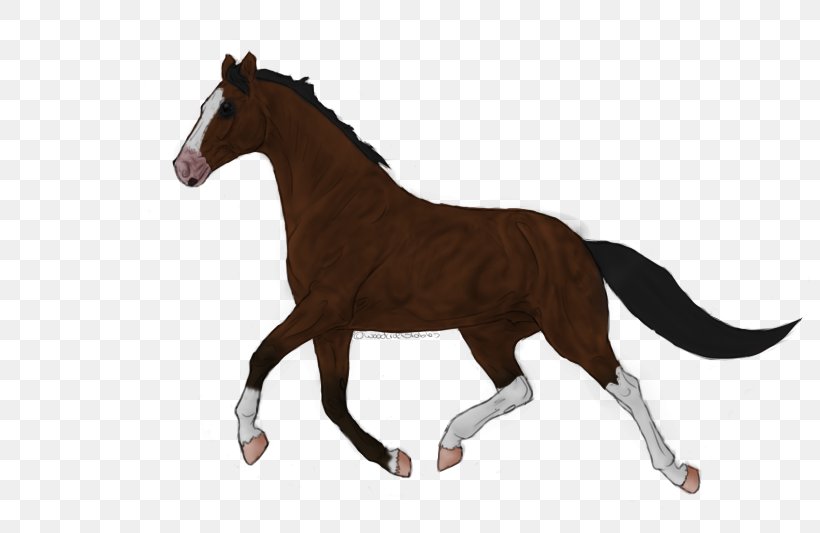 Foal Dog Stallion Mustang Mare, PNG, 800x533px, Foal, Animal Figure, Bridle, Colt, Diaper Download Free