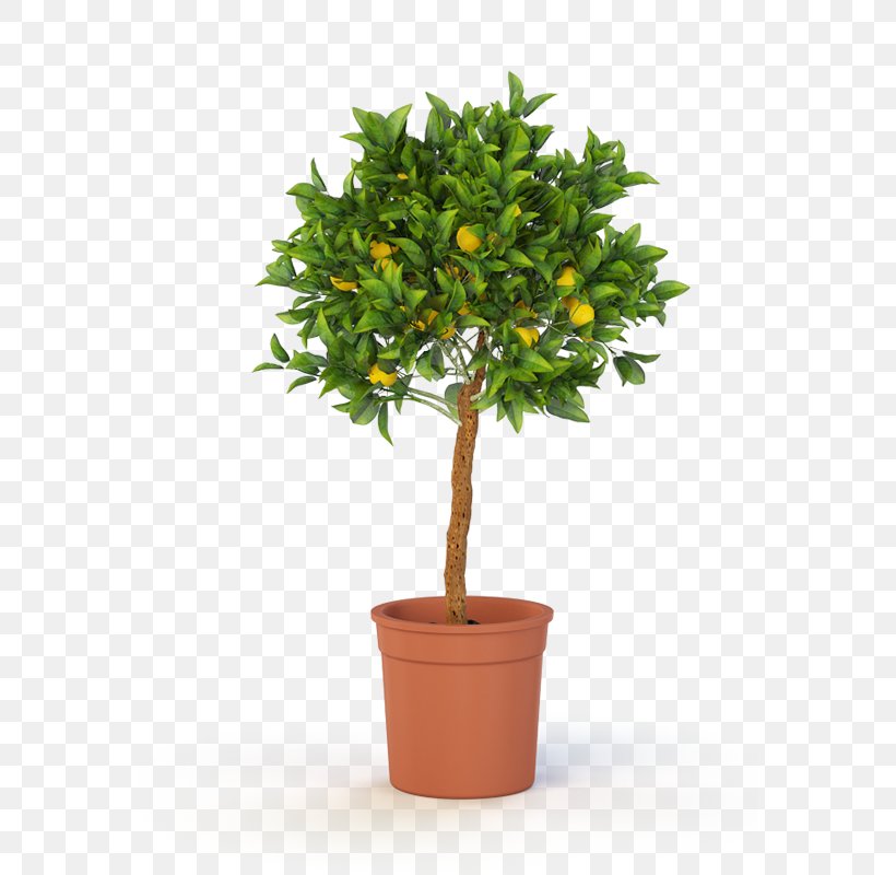 Topiary Tree Box Container Garden Weeping Fig, PNG, 727x800px, Topiary, Artificial Flower, Birch, Box, Cedar Download Free