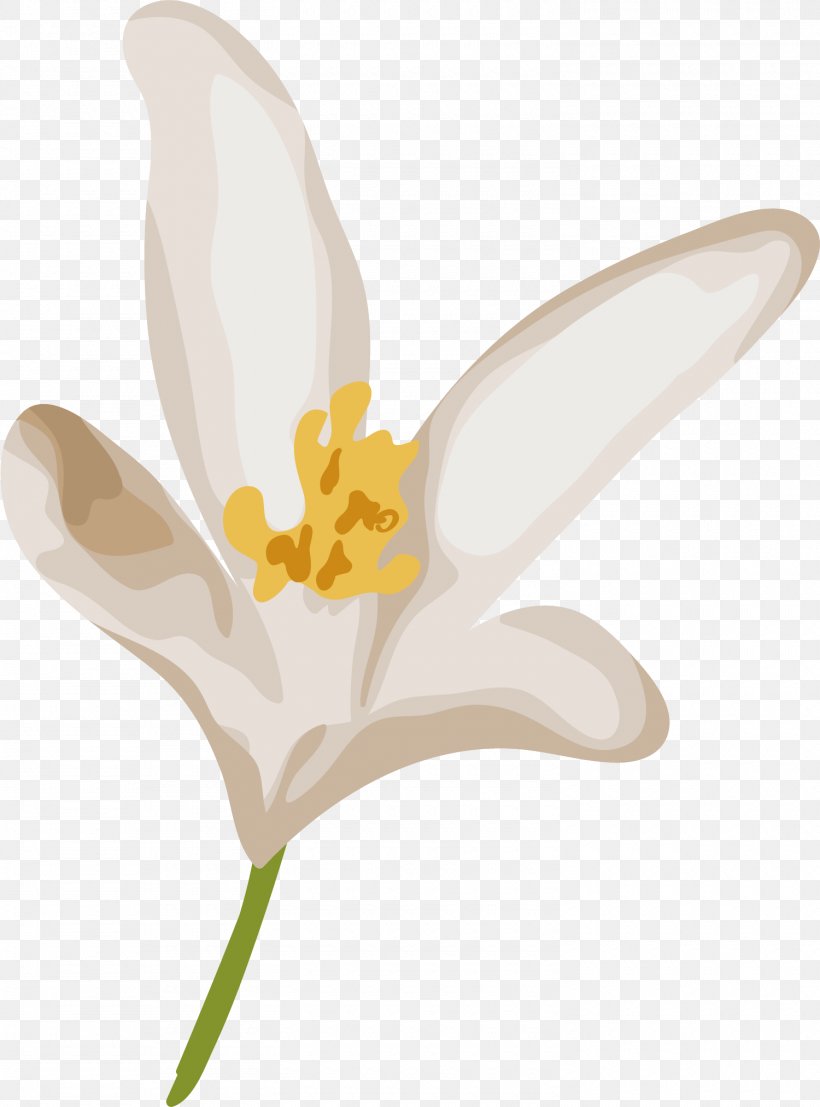 Tulip Narcissus Plant Stem, PNG, 1500x2025px, Tulip, Flora, Flower, Flowering Plant, Lily Family Download Free