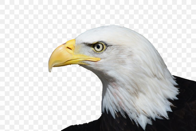 Bald Eagle Bird Of Prey White-tailed Eagle, PNG, 1200x800px, Bald Eagle, Accipitriformes, Animal, Animal Legal Defense Fund, Beak Download Free