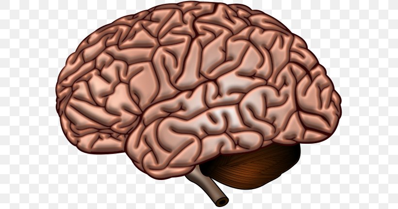 Human Brain Neuroscience Cerebrum Neuroimaging, PNG, 591x432px, Watercolor, Cartoon, Flower, Frame, Heart Download Free