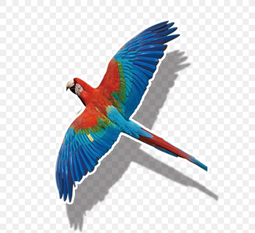 Parrot Bird, PNG, 750x750px, Parrot, Beak, Bird, Bird Flight, Color Download Free