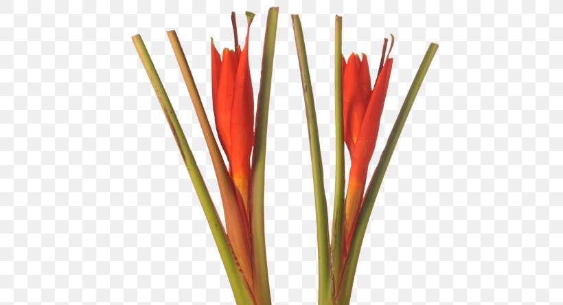 Plant Stem Heliconia Chartacea Bird Of Paradise Flower Heliconia Bihai, PNG, 570x444px, Plant Stem, Banana, Bird Of Paradise Flower, Cut Flowers, Flower Download Free