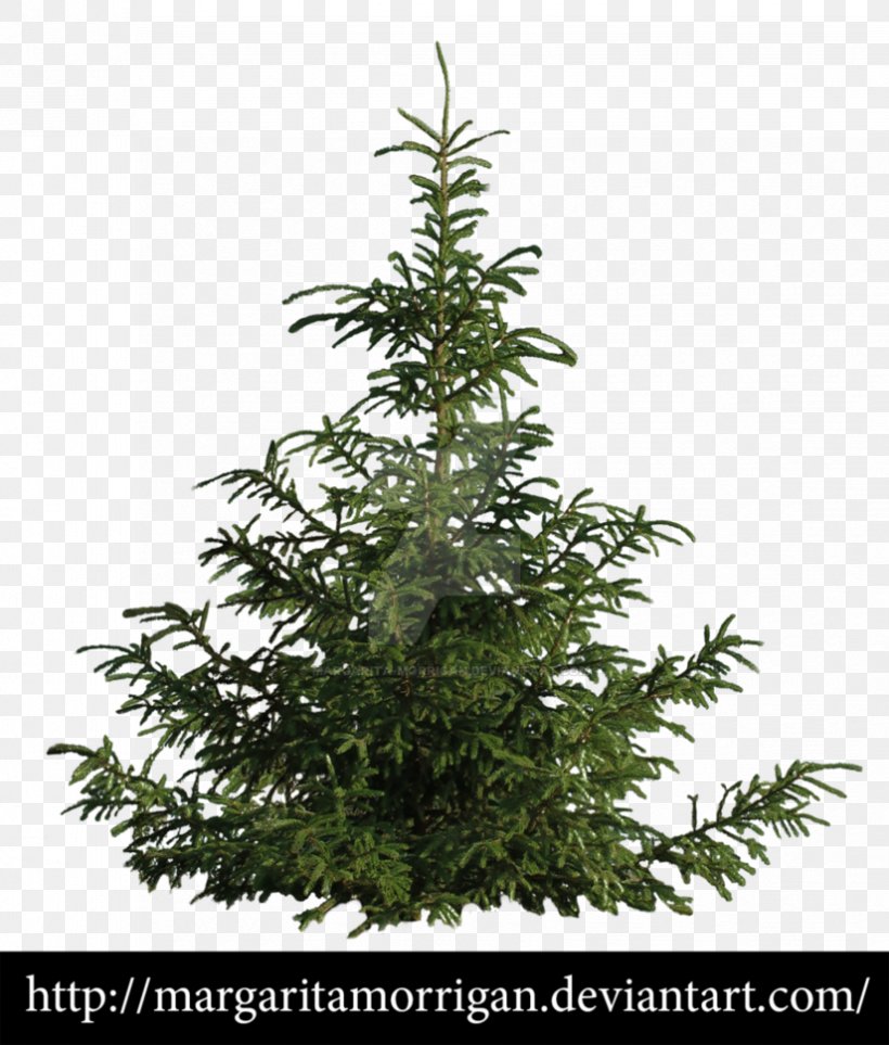 Populus Nigra Rishikesh Tree Taxi Pine, PNG, 825x969px, Populus Nigra, Art, Car Rental, Cedar, Christmas Tree Download Free