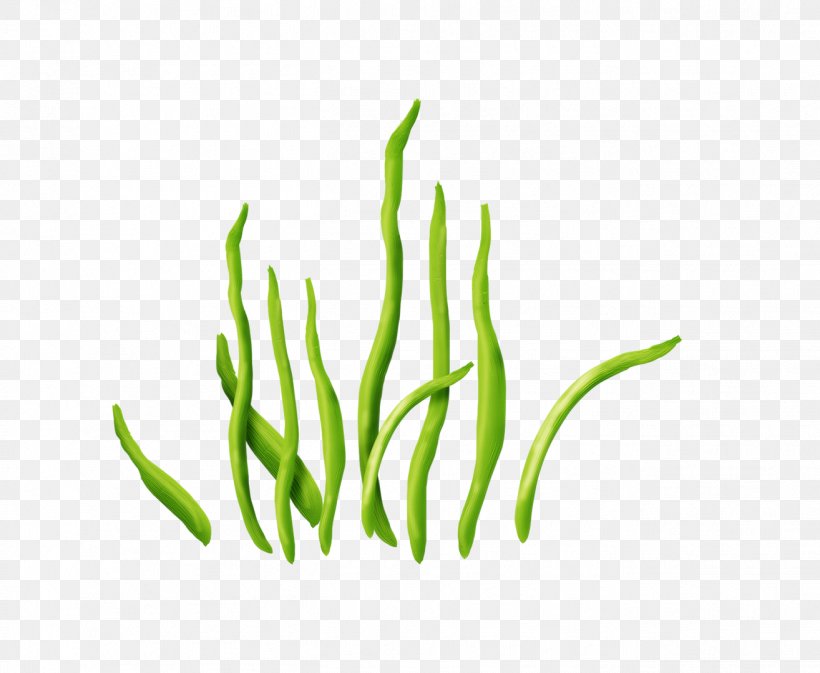 Seaweed Aquatic Plants Clip Art, PNG, 1314x1080px, Seaweed, Advanced Photoshop, Aquatic Plants, Commodity, Grass Download Free