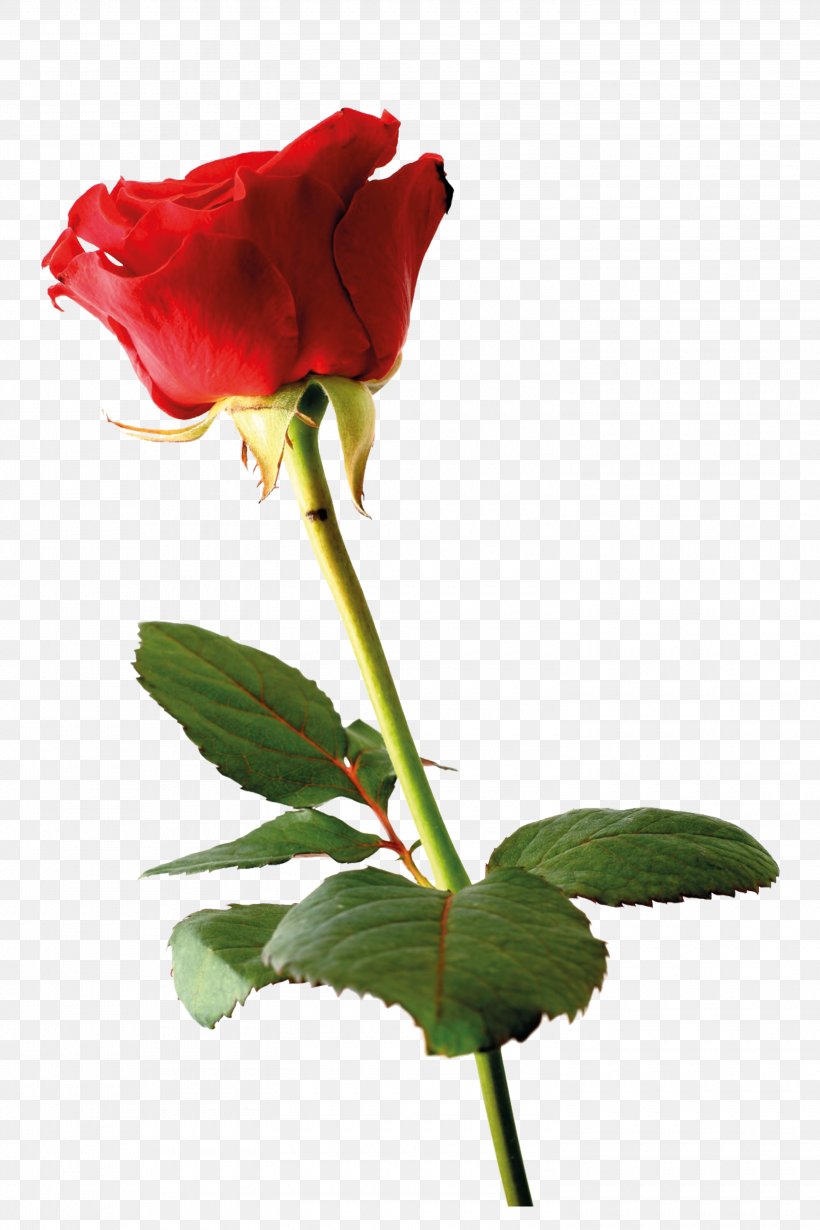 Wedding Invitation Rose Greeting Card Flower Petal, PNG, 3000x4500px, Wedding Invitation, Bud, China Rose, Cut Flowers, Floribunda Download Free