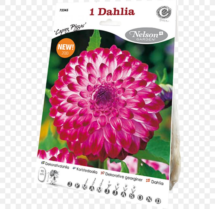 Dahlia Magenta Chrysanthemum, PNG, 800x800px, Dahlia, Chrysanthemum, Chrysanths, Daisy Family, Flower Download Free