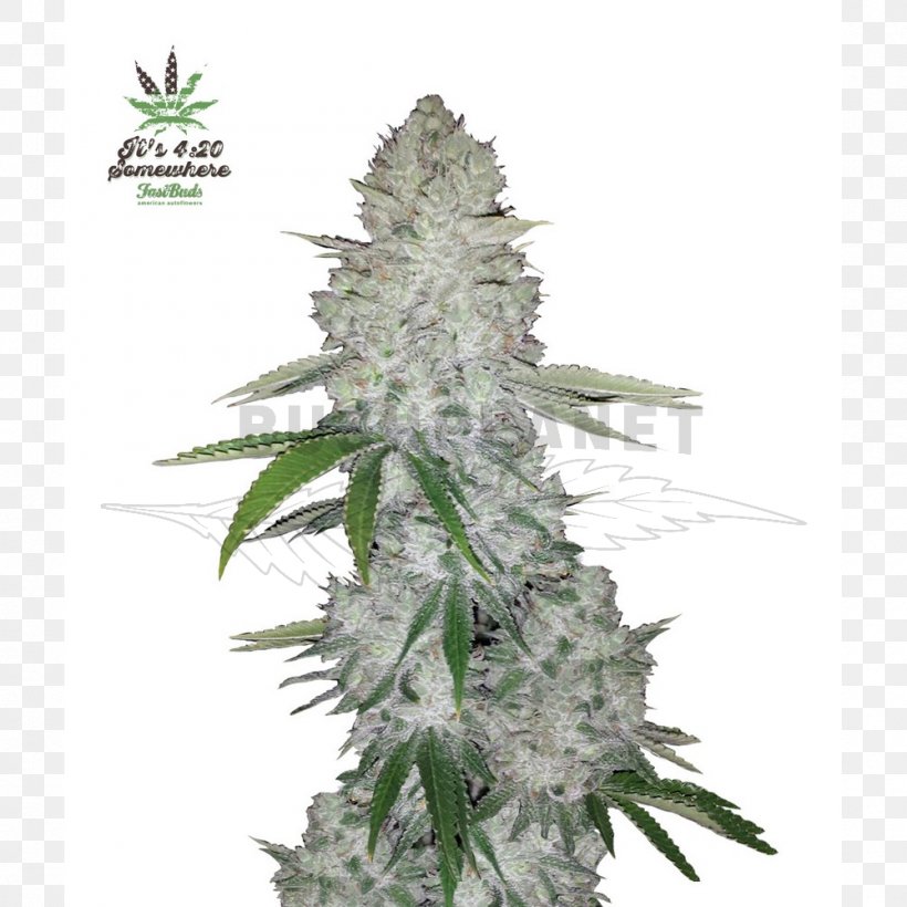 Gorilla Glue Autoflowering Cannabis Cannabis Sativa Seed, PNG, 1000x1000px, Gorilla Glue, Autoflowering Cannabis, Cannabis, Cannabis Cultivation, Cannabis Ruderalis Download Free
