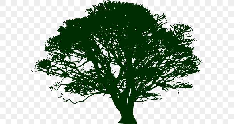Tree Silhouette Swamp Spanish Oak Clip Art, PNG, 600x436px, Tree, Acorn, Branch, Drawing, Grass Download Free