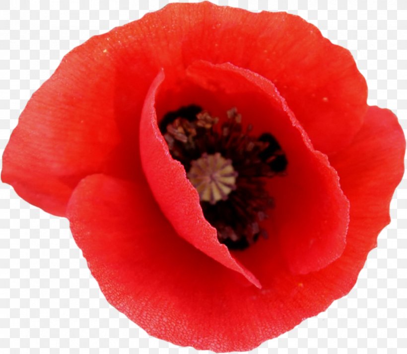Clip Art, PNG, 1015x882px, Flower, Close Up, Computer Software, Coquelicot, Digital Image Download Free