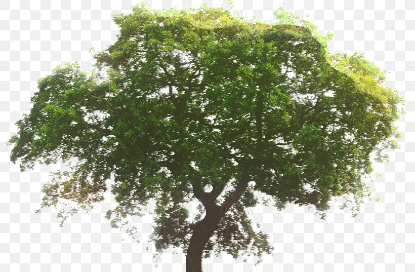 Hardwood Tree White Oak Wood Flooring, PNG, 797x537px, Wood, Arborist, Branch, Flower, Flowering Plant Download Free