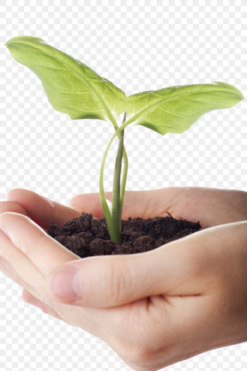 Seedling Stock.xchng, PNG, 4608x6912px, Seedling, Alternative Medicine, Finger, Flowerpot, Germination Download Free