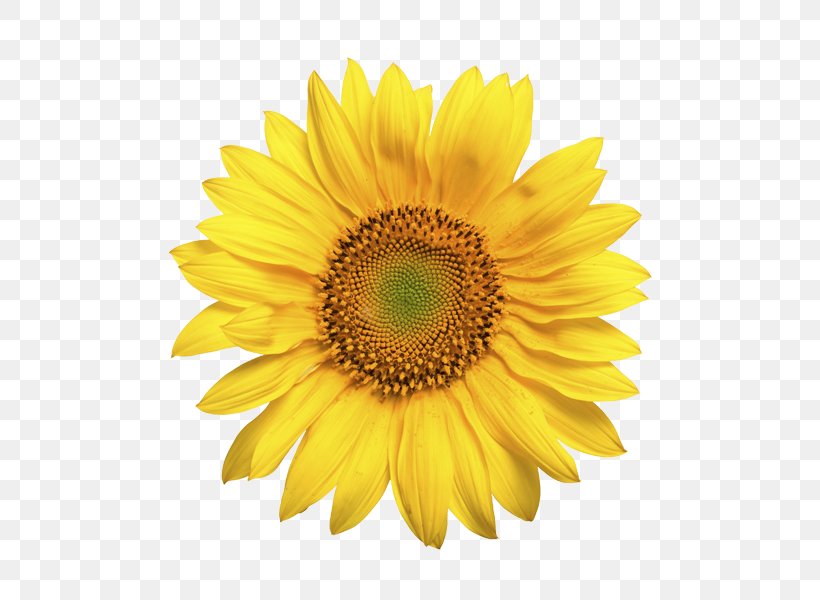 Common Sunflower Sunflower Seed Daisy Family Sunflower Oil, PNG, 510x600px, Common Sunflower, Annual Plant, Daisy Family, Flower, Flowering Plant Download Free