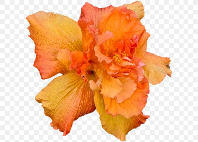 Hibiscus Flower Petal Clip Art, PNG, 614x589px, Hibiscus, Blog, Canna Family, Canna Lily, Closeup Download Free