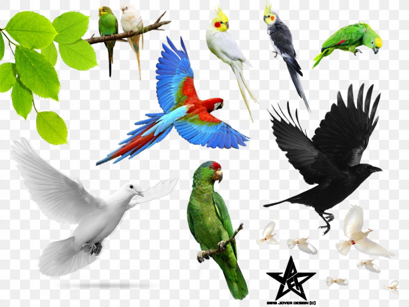 Rendering Tutorial, PNG, 1024x768px, Rendering, Beak, Bird, Common Pet Parakeet, Document Download Free