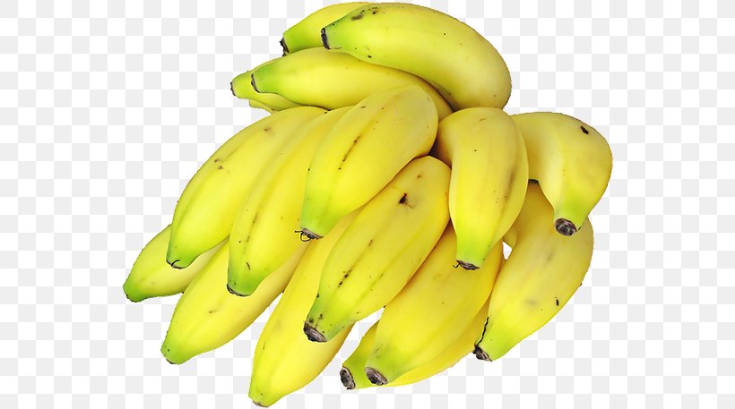 Saba Banana Lady Finger Banana Cooking Banana Musa Balbisiana, PNG, 550x457px, Saba Banana, Banana, Banana Family, Bananas, Cooking Banana Download Free