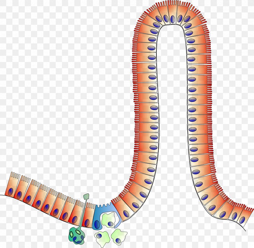 Small Intestine Enterocyte Large Intestine Clip Art, PNG, 2400x2344px, Small Intestine, Anatomy, Digestion, Enterocyte, Gastrointestinal Tract Download Free