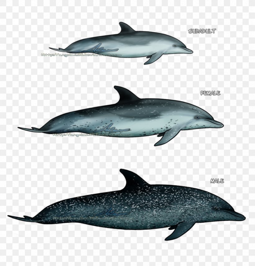 Spinner Dolphin Striped Dolphin Short-beaked Common Dolphin Wholphin Common Bottlenose Dolphin, PNG, 876x912px, Spinner Dolphin, Atlantic Spotted Dolphin, Common Bottlenose Dolphin, Dolphin, Fauna Download Free