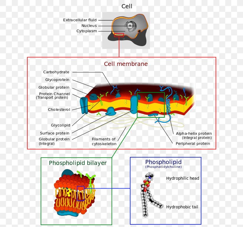 Biological Membrane Cell Membrane Phospholipid Biology, PNG, 655x768px, Biological Membrane, Area, Biology, Cell, Cell Membrane Download Free