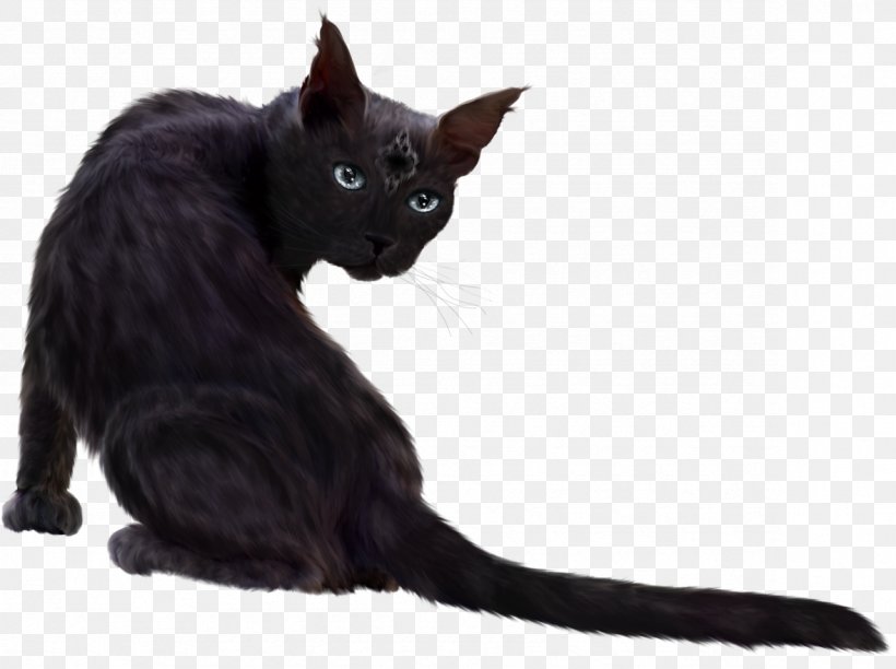 Black Cat Kitten Devon Rex Havana Brown German Rex, PNG, 1179x881px, Black Cat, Asian, Black, Bombay, Carnivoran Download Free