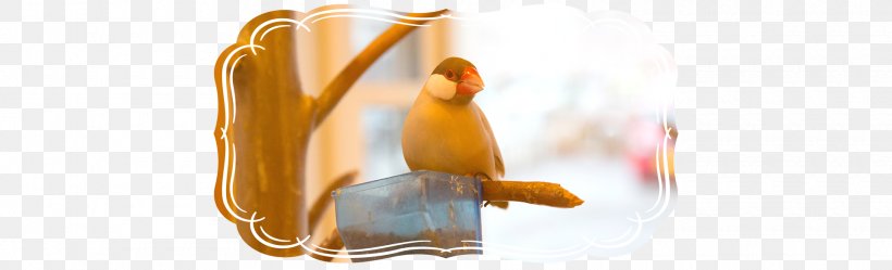 Cafe Bird-cage Cockatiel Bird Cage, PNG, 1920x585px, Cafe, Bird, Bird Cage, Bread, Cockatiel Download Free