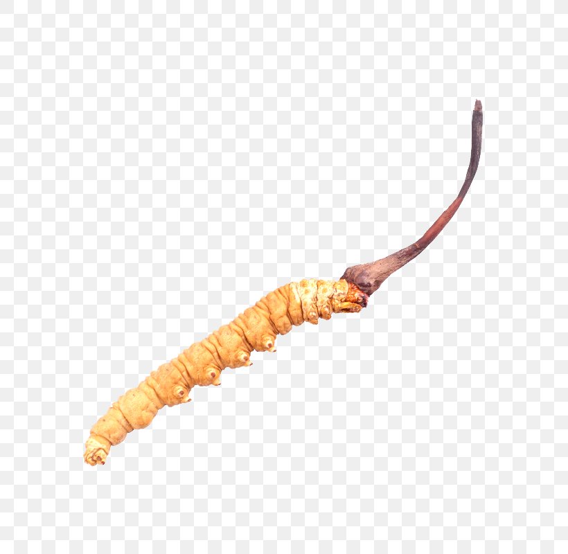 Chinese Medicine Cordyceps Sinensis, PNG, 800x800px, Caterpillar Fungus, Caterpillar, Chinese Herbology, Cordyceps, Fungus Download Free