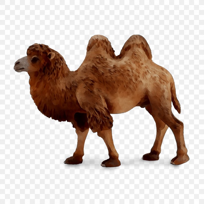 Dromedary Moscow CollectA Bactrian Camel Babadu, PNG, 1259x1259px, Dromedary, Animal, Animal Figure, Arabian Camel, Bactrian Camel Download Free