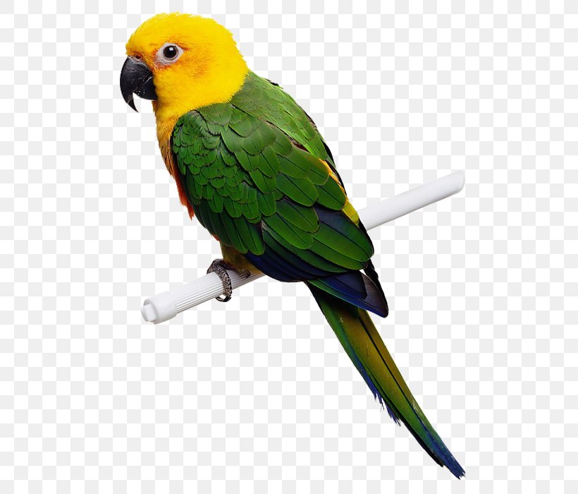 Parrot Bird Budgerigar Cockatiel, PNG, 700x700px, Parrot, Beak, Bird, Bird Feeder, Bird Feeding Download Free