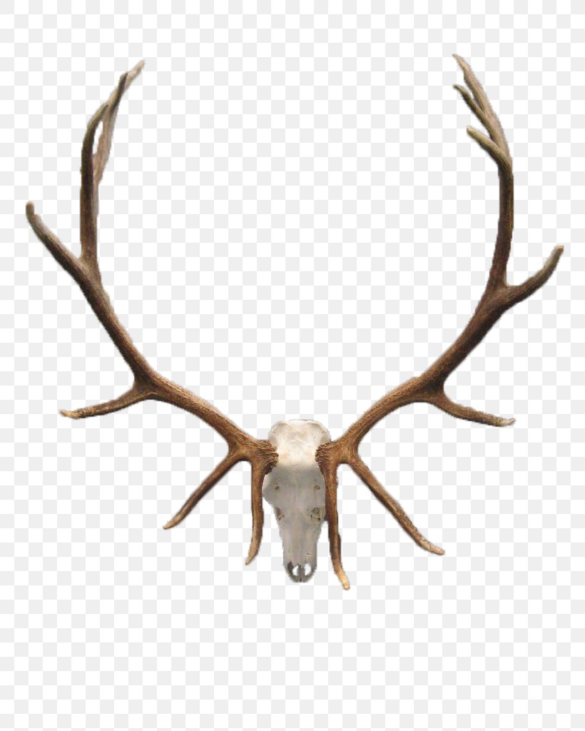 White-tailed Deer Elk Antler Skull, PNG, 768x1024px, Deer, Animal, Antler, Elk, Head Download Free
