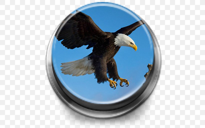 Bald Eagle Bird Desktop Wallpaper 1080p, PNG, 512x512px, 4k Resolution, 5k Resolution, Bald Eagle, Accipitriformes, Beak Download Free