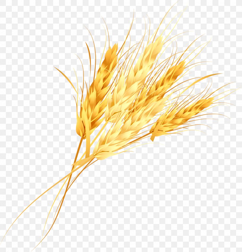 Cereal Germ Golden Rice, PNG, 1536x1602px, Cereal Germ, Caryopsis, Cereal, Commodity, Flour Download Free
