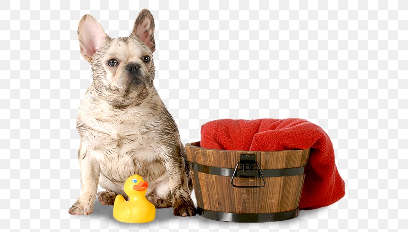 Dog Breed French Bulldog Dachshund Puppy, PNG, 640x467px, Dog Breed, Bulldog, Bulldog Breeds, Companion Dog, Dachshund Download Free