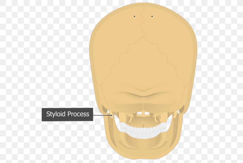 Mastoid Part Of The Temporal Bone Mastoid Process Skull Occipital Bone, PNG, 548x550px, Mastoid Part Of The Temporal Bone, Anatomy, Bone, Cervical Vertebrae, Chin Download Free