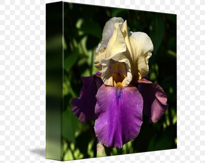 Orris Root Iris, PNG, 610x650px, Watercolor, Cartoon, Flower, Frame, Heart Download Free
