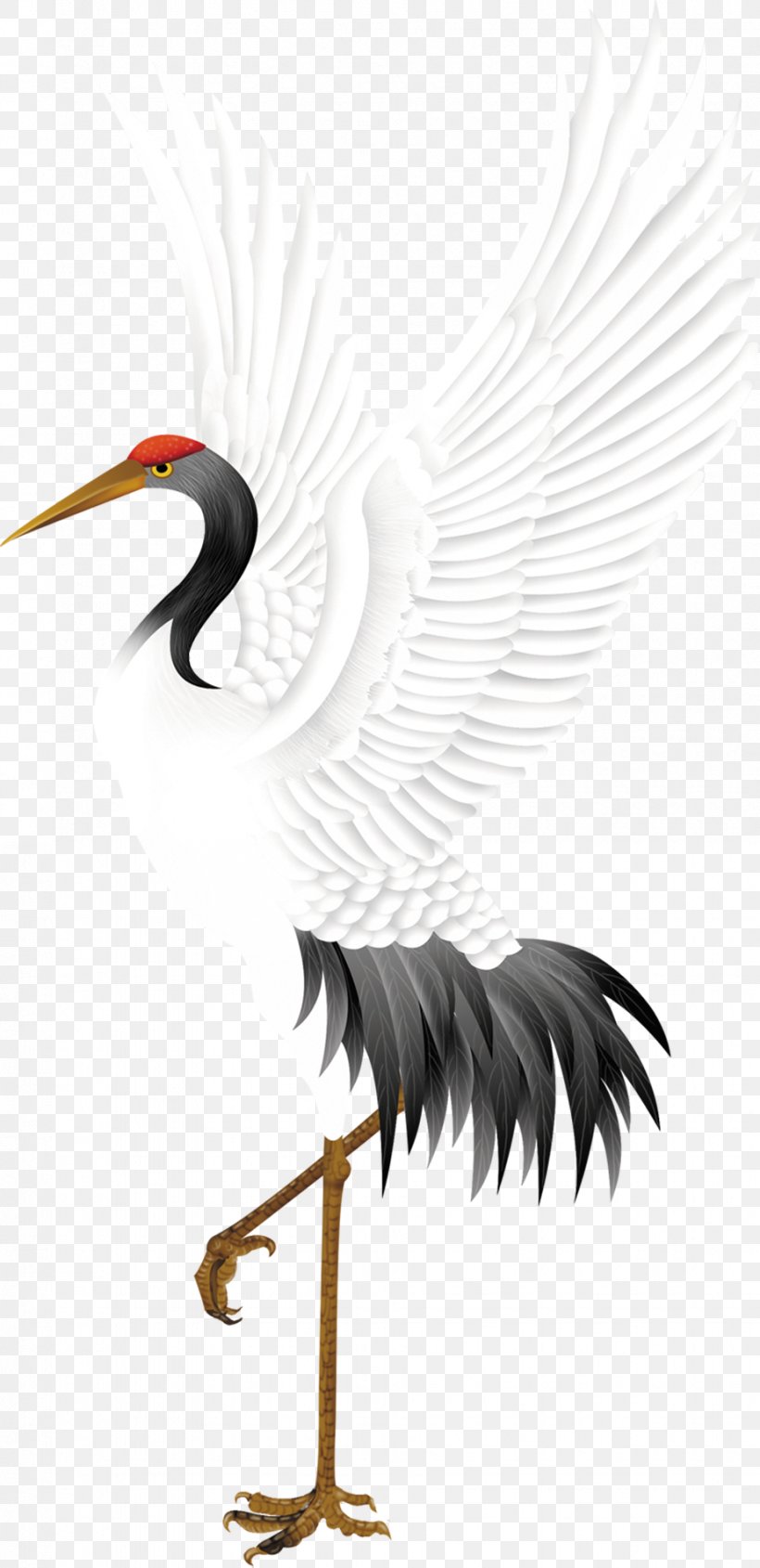 Red-crowned Crane Bird Stork, PNG, 925x1906px, Crane, Beak, Bird, Ciconiiformes, Crane Like Bird Download Free