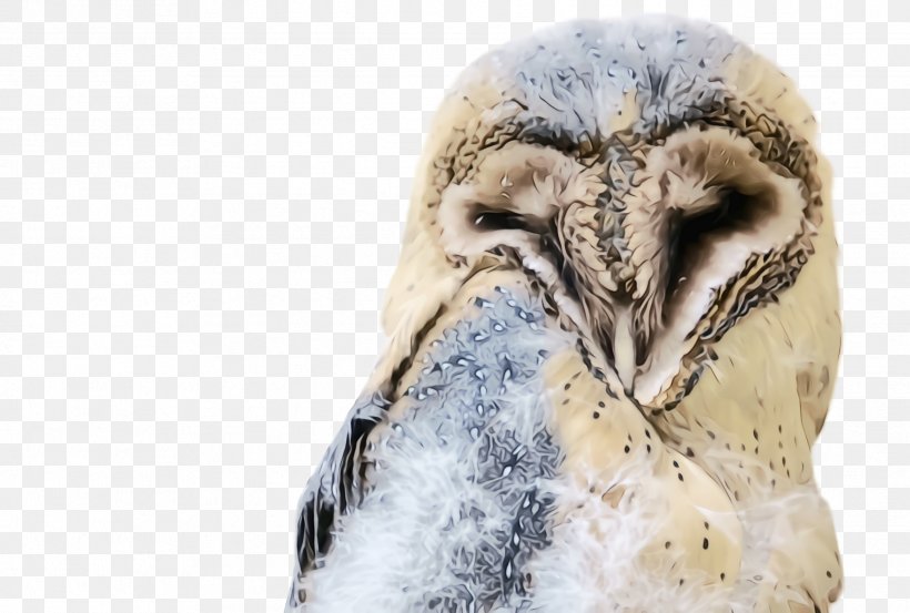 Bird Owl Barn Owl Bird Of Prey Beak, PNG, 2436x1644px, Watercolor, Barn Owl, Beak, Bird, Bird Of Prey Download Free